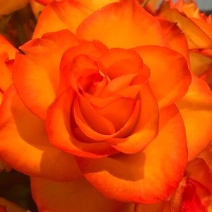 Meet your Posher, Jacqueline